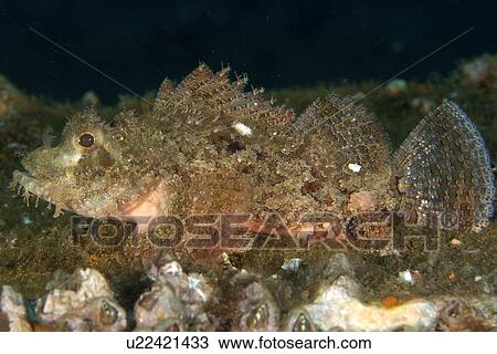 Stock Image - Juvenile scorpionfish, Scorpaenopsis sp., Sahara, Dumaguete, s, Philippines. Fotosearch