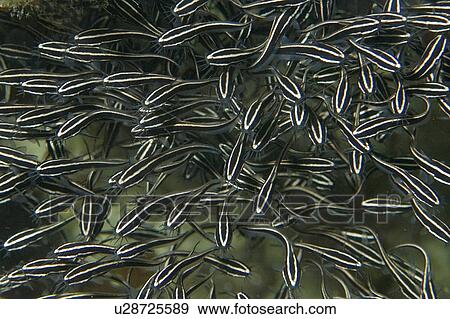 Stock Photo - Juvenile striped catfish, Plotosus lineatus, schooling, Malapascua, Cebu, Philippines. Fotosearch
