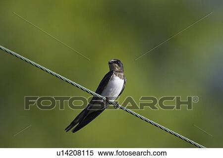 Stock Photography - Juvenile Swallow (Hirundo rustica) preening on power lines and cables. Swallows often perch on power lines and telephone cables, calling, resting and preening.. Argyll, Scotland. Fotosearch