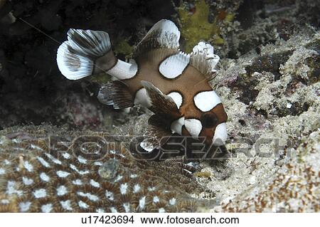 Picture - Juvenile Sweetlips (Plectorhynchus gaterinus), juvenile with very distinctive brown and white markings to body, Mabul, Borneo, Malaysia, South China Sea. Fotosearch
