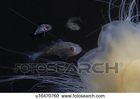 Stock Image - Juvenile Whiting (Merlangius merlangius), showing parasite attached to body and swimming with Lions mane Jellyfish, St Abbs, Scotland, UK. Fotosearch