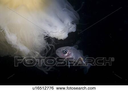 Juvenile Whiting (Merlangius merlangius), showing parasite attached to body and swimming with Lions mane Jellyfish, St Abbs, Scotland, UK View Large Photo Image Stock Photograph - Juvenile Whiting (Merlangius merlangius), showing parasite attached to body and swimming with Lions mane Jellyfish, St Abbs, Scotland, UK. Fotosearch