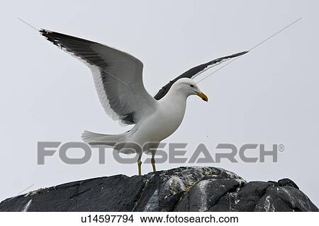 Kelp gull (Larus dominicanus) breeding colony on Torgesen Island, Arthur Harbor, near the Antarctic peninsula in the southern ocean. This is the only gull regularly found in the Antarctic peninsula to a latitude of 68 degrees south. View Large Photo Image Picture - Kelp gull (Larus dominicanus) breeding colony on Torgesen Island, Arthur Harbor, near the Antarctic peninsula in the southern ocean. This is the only gull regularly found in the Antarctic peninsula to a latitude of 68 degrees south.. Fotosearch
