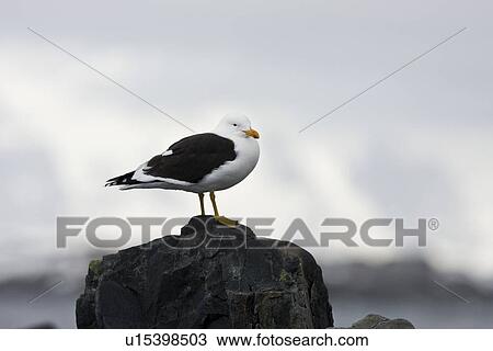 Kelp gull (Larus dominicanus) breeding colony on Torgesen Island, Arthur Harbor, near the Antarctic peninsula in the southern ocean. This is the only gull regularly found in the Antarctic peninsula to a latitude of 68 degrees south. View Large Photo Image Stock Image - Kelp gull (Larus dominicanus) breeding colony on Torgesen Island, Arthur Harbor, near the Antarctic peninsula in the southern ocean. This is the only gull regularly found in the Antarctic peninsula to a latitude of 68 degrees south.. Fotosearch