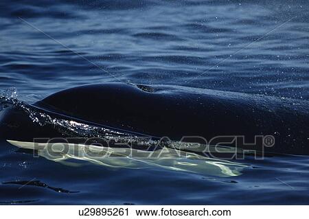 Stock Image - Killer whale about to surface (Orcinus orca) Monterey Bay, California, USA. Fotosearch