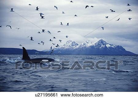 Killer whale (Orcinus orca) Adult male feeding with gulls. Mid-winter in Tysfjord, Norway View Large Photo Image Stock Image - Killer whale (Orcinus orca) Adult male feeding with gulls. Mid-winter in Tysfjord, Norway. Fotosearch