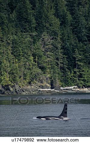 Stock Image - Killer whale (Orcinus orca), adult male, passing down Johnston Straight. Vancouver Island, Canada.. Fotosearch
