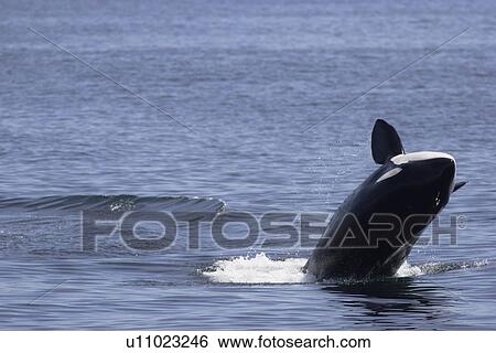 Killer whale, Orcinus orca, breaching Monterey, California, USA View Large Photo Image Stock Photograph - Killer whale, Orcinus orca, breaching Monterey, California, USA. Fotosearch