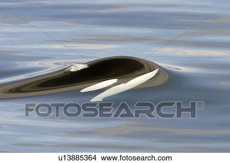 Killer Whale (Orcinus orca) bull just beginning to surface in Chatham Strait, Southeast Alaska, USA. View Large Photo Image Picture - Killer Whale (Orcinus orca) bull just beginning to surface in Chatham Strait, Southeast Alaska, USA.. Fotosearch