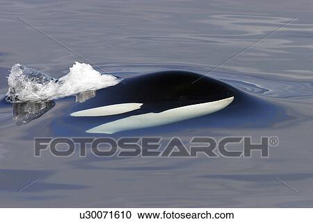 Stock Image - Killer Whale (Orcinus orca) bull just beginning to surface in Chatham Strait,. Fotosearch