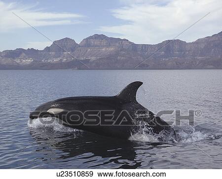 Stock Photo - Killer Whale (Orcinus orca) chasing a sea lion. Gulf of California.. Fotosearch