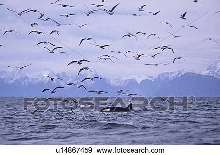 Killer whale (Orcinus orca) foraging with gulls (on herring) as they move up the fjords. Tysford, northern Norway. View Large Photo Image Stock Photo - Killer whale (Orcinus orca) foraging with gulls (on herring) as they move up the fjords. Tysford, northern Norway.. Fotosearch