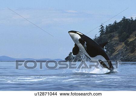 Killer whale (Orcinus orca). Full breach by male. Washington, USA View Large Photo Image Picture - Killer whale (Orcinus orca). Full breach by male. Washington, USA. Fotosearch
