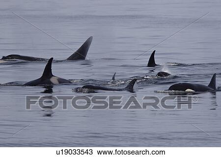 Stock Image - Killer whale, Orcinus orca, pod travelling close together Monterey, California, USA. Fotosearch