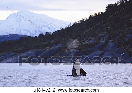 Killer whale (Orcinus orca) spy hopping Tysfjord, Norway View Large Photo Image Stock Image - Killer whale (Orcinus orca) spy hopping Tysfjord, Norway. Fotosearch