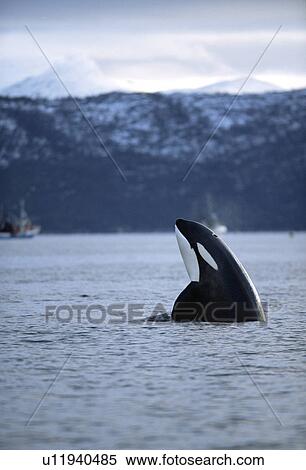 Stock Photography - Killer whale (Orcinus orca) Spy-hopping with snow-capped mountains behind. Mid-winter, Tysfjord, Norway. Fotosearch