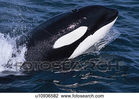 Killer whale (Orcinus orca) surfacing at speed, with eye visible under