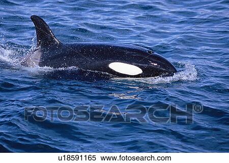 Stock Photography - Killer whale (Orcinus orca) surfacing showing dorsal fin, eye patch and blowhole Iceland. Fotosearch