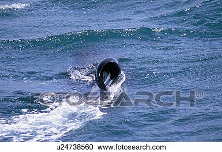 Stock Image - Killer whale (Orcinus orca): this is a male but the dorsal fin has flopped over. This is probably genetic and not thought to be a big problem. Olafsvik, Iceland.. Fotosearch