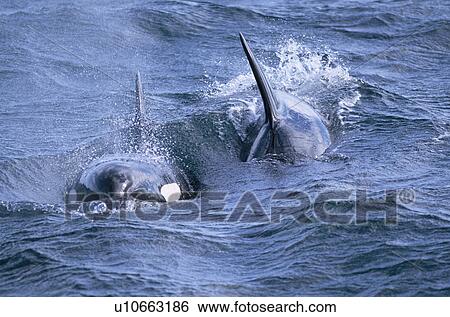 Stock Photograph - Killer whales (Orcinus orca) surfacing towards the camera in rough water. Olafsvik, Iceland.. Fotosearch