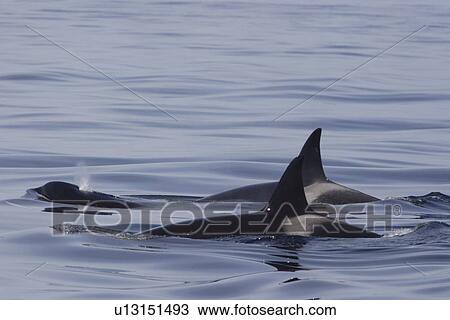 Killer Whales, Orcinus orca, young whale surfaces and blows ahead of two elders Monterey, California, USA View Large Photo Image Stock Image - Killer Whales, Orcinus orca, young whale surfaces and blows ahead of two elders Monterey, California, USA. Fotosearch