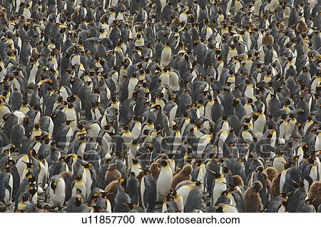 King Penguin (Aptenodytes patagonica) Salisbury Plain, South Georgia View Large Photo Image Stock Image - King Penguin (Aptenodytes patagonica) Salisbury Plain, South Georgia. Fotosearch