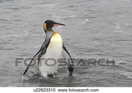 King Penguin (Aptenodytes patagonica) walking in surf. Salisbury Plain, South Georgia View Large Photo Image Stock Image - King Penguin (Aptenodytes patagonica) walking in surf. Salisbury Plain, South Georgia. Fotosearch