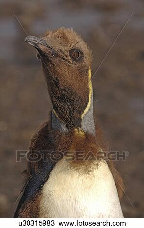 King Penguin (Aptenodytes patagonica) juvenile moulting Salisbury Plain, South Georgia View Large Photo Image Stock Image - King Penguin (Aptenodytes patagonica) juvenile moulting Salisbury Plain, South Georgia. Fotosearch