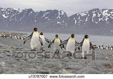 King Penguin (Aptenodytes patagonica) walking in formation on beach Salisbury Plain, South Georgia View Large Photo Image Stock Photo - King Penguin (Aptenodytes patagonica) walking in formation on beach Salisbury Plain, South Georgia. Fotosearch