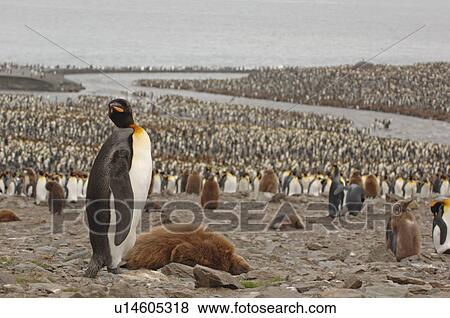 King Penguin (Aptenodytes patagonica) St Andrews Bay, South Georgia View Large Photo Image Stock Photo - King Penguin (Aptenodytes patagonica) St Andrews Bay, South Georgia. Fotosearch