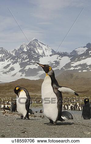 King Penguin (Aptenodytes patagonica) and snow covered mountains St Andrews Bay, South Georgia View Large Photo Image Stock Photograph - King Penguin (Aptenodytes patagonica) and snow covered mountains St Andrews Bay, South Georgia. Fotosearch