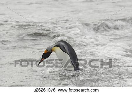 Stock Photograph - King Penguin (Aptenodytes patagonica) wading through surf. Salisbury Plain, South Georgia. Fotosearch