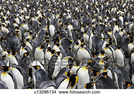 Picture - King Penguin (Aptenodytes patagonicus) colony. South Georgia Island, Southern Atlantic Ocean.. Fotosearch