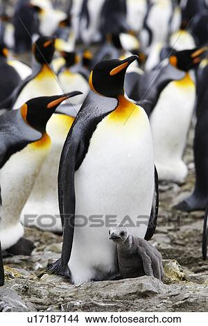 Picture - King Penguin (Aptenodytes patagonicus) parent with hungry chick on South Georgia Island, Southern Atlantic Ocean.. Fotosearch