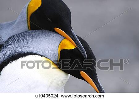 Picture - King penguin (Aptenodytes patagonicus) courtship near colony of nesting animals numbering between 70, 000 and 100, 000 nesting pairs on Salisbury Plain on South Georgia Island, South Atlantic Ocean.. Fotosearch