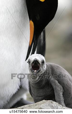 Stock Image - King Penguin (Aptenodytes patagonicus) chick protected by parent. South Georgia Island, Southern Atlantic Ocean.. Fotosearch