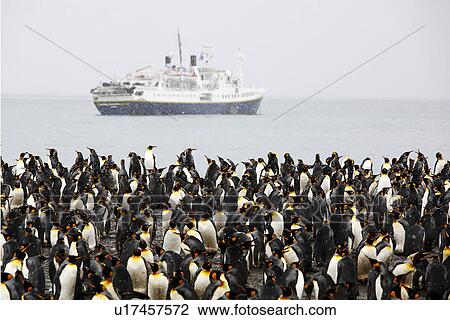 King Penguin (Aptenodytes patagonicus) colony and the m/v Endeavour. South Georgia Island, Southern Atlantic Ocean. View Large Photo Image Stock Image - King Penguin (Aptenodytes patagonicus) colony and the m/v Endeavour. South Georgia Island, Southern Atlantic Ocean.. Fotosearch
