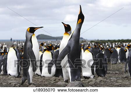King penguin (Aptenodytes patagonicus) colony of nesting animals numbering between 70, 000 and 100, 000 nesting pairs on Salisbury Plain on South Georgia Island, South Atlantic Ocean. View Large Photo Image Stock Image - King penguin (Aptenodytes patagonicus) colony of nesting animals numbering between 70, 000 and 100, 000 nesting pairs on Salisbury Plain on South Georgia Island, South Atlantic Ocean.. Fotosearch