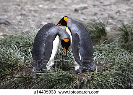 Stock Photo - King penguin (Aptenodytes patagonicus) pair in colony of nesting animals numbering between 70, 000 and 100, 000 nesting pairs on Salisbury Plain on South Georgia Island, South Atlantic Ocean.. Fotosearch