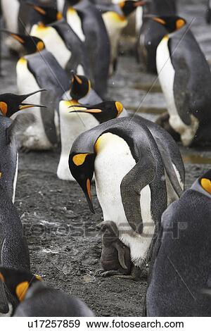 King Penguin (Aptenodytes patagonicus) parent feeding/guarding chick on the beach on South Georgia Island, southern Atlantic Ocean. View Large Photo Image Stock Photo - King Penguin (Aptenodytes patagonicus) parent feeding/guarding chick on the beach on South Georgia Island, southern Atlantic Ocean.. Fotosearch