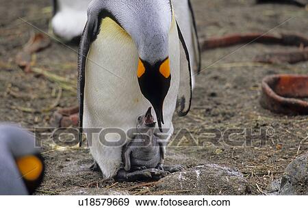 Stock Photo - King Penguin (Aptenodytes Patagonicus) feeding its hungry chick. Sandy Bay, Macquarie Island, Subantarctic Australia.. Fotosearch