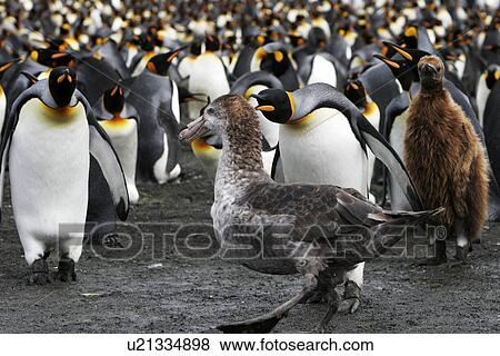 King Penguin (Aptenodytes patagonicus) colony guarding against a Southern Giant Petrel (Macronectes gigan tes) South Georgia Island, Southern Atlantic Ocean View Large Photo Image Stock Photo - King Penguin (Aptenodytes patagonicus) colony guarding against a Southern Giant Petrel (Macronectes gigan tes) South Georgia Island, Southern Atlantic Ocean. Fotosearch