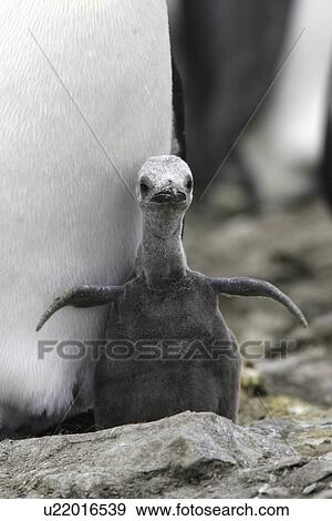 King Penguin (Aptenodytes patagonicus) chick protected by parent on South Georgia Island, southern Atlantic Ocean. View Large Photo Image Stock Photo - King Penguin (Aptenodytes patagonicus) chick protected by parent on South Georgia Island, southern Atlantic Ocean.. Fotosearch