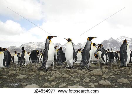 King penguin (Aptenodytes patagonicus) colony of nesting animals numbering between 70, 000 and 100, 000 nesting pairs on Salisbury Plain on South Georgia Island, South Atlantic Ocean. View Large Photo Image Stock Photo - King penguin (Aptenodytes patagonicus) colony of nesting animals numbering between 70, 000 and 100, 000 nesting pairs on Salisbury Plain on South Georgia Island, South Atlantic Ocean.. Fotosearch