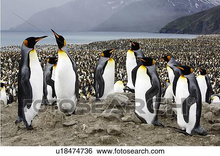King Penguin (Aptenodytes patagonicus) colony of over 150, 000 nesting pair. South Georgia Island, Southern Atlantic Ocean. View Large Photo Image Stock Photograph - King Penguin (Aptenodytes patagonicus) colony of over 150, 000 nesting pair. South Georgia Island, Southern Atlantic Ocean.. Fotosearch