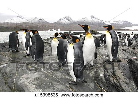 Stock Photography - King penguin (Aptenodytes patagonicus) colony of nesting animals numbering around 7, 000 nesting pairs in Fortuna Bay on South Georgia Island, South Atlantic Ocean.. Fotosearch