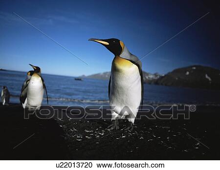 Stock Image - King penguins (Aptenodytes patagonica) on the beach Livingstone Island, Antarctic Peninsula. Fotosearch