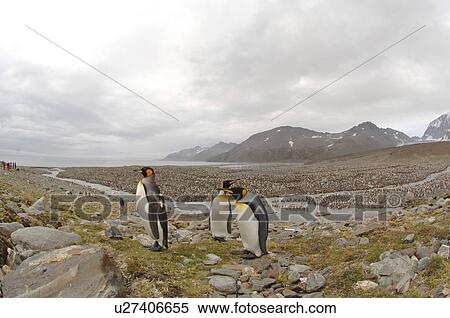 King Penguins (Aptenodytes patagonica) St Andrews Bay, South Georgia View Large Photo Image Stock Photography - King Penguins (Aptenodytes patagonica) St Andrews Bay, South Georgia. Fotosearch