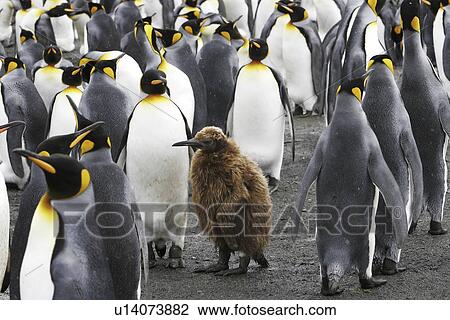 King Penguins (Aptenodytes patagonicus) with chick okum boy on South Georgia Island, southern Atlantic Ocean. View Large Photo Image Stock Image - King Penguins (Aptenodytes patagonicus) with chick okum boy on South Georgia Island, southern Atlantic Ocean.. Fotosearch