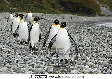 Stock Image - King penguins (Aptenodytes patagonicus) walking on the beach near colony of nesting animals numbering about 7, 000 nesting pairs at Fortuna Bay on South Georgia Island, South Atlantic Ocean.. Fotosearch